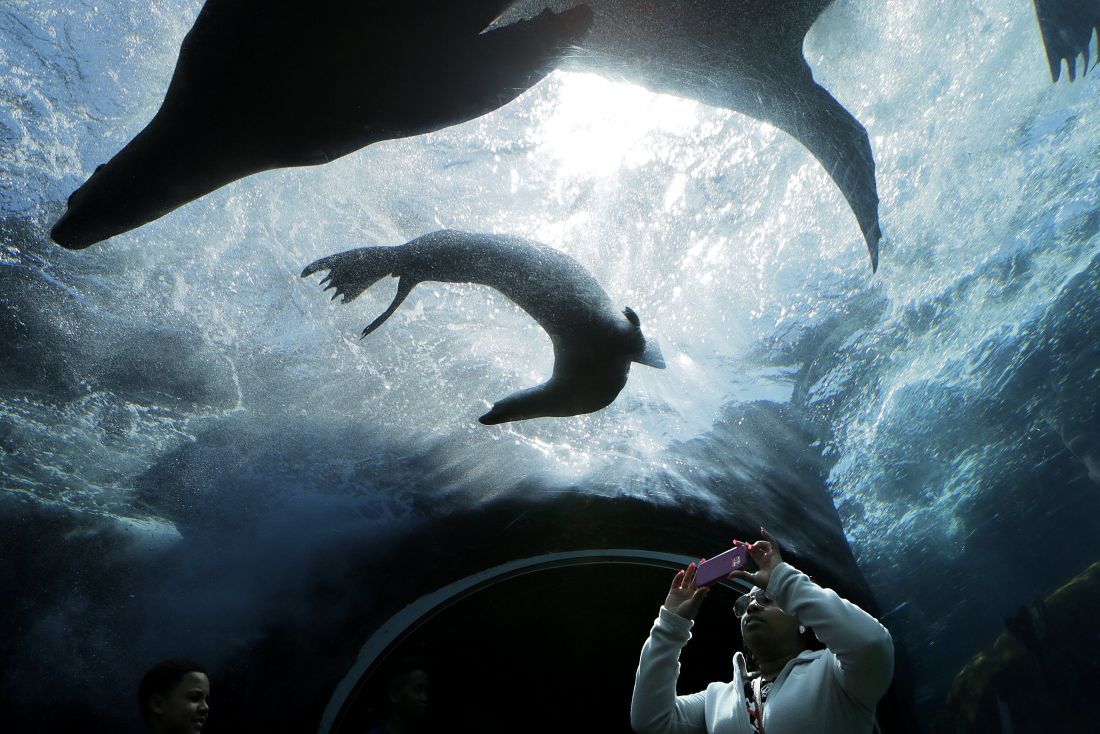 St. Louis Zoo
